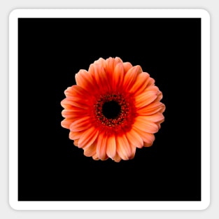 One Gerbera, One Story Magnet